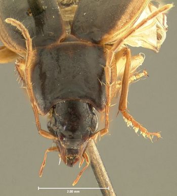 Media type: image;   Entomology 28658 Aspect: head frontal view